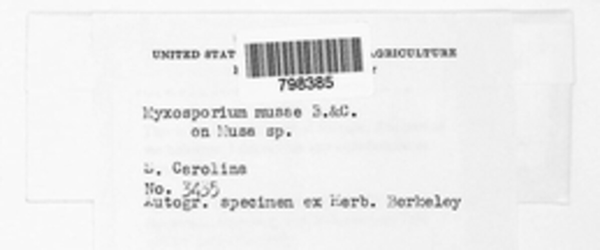 Colletotrichum musae image